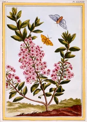 羊の月桂樹（Kalmia augustifolia）、1766年頃（手描きの彫刻）